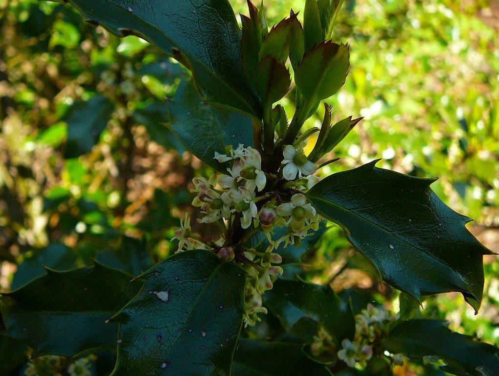 Ilex meserveae Blue Princess (Blue Princess Holly)