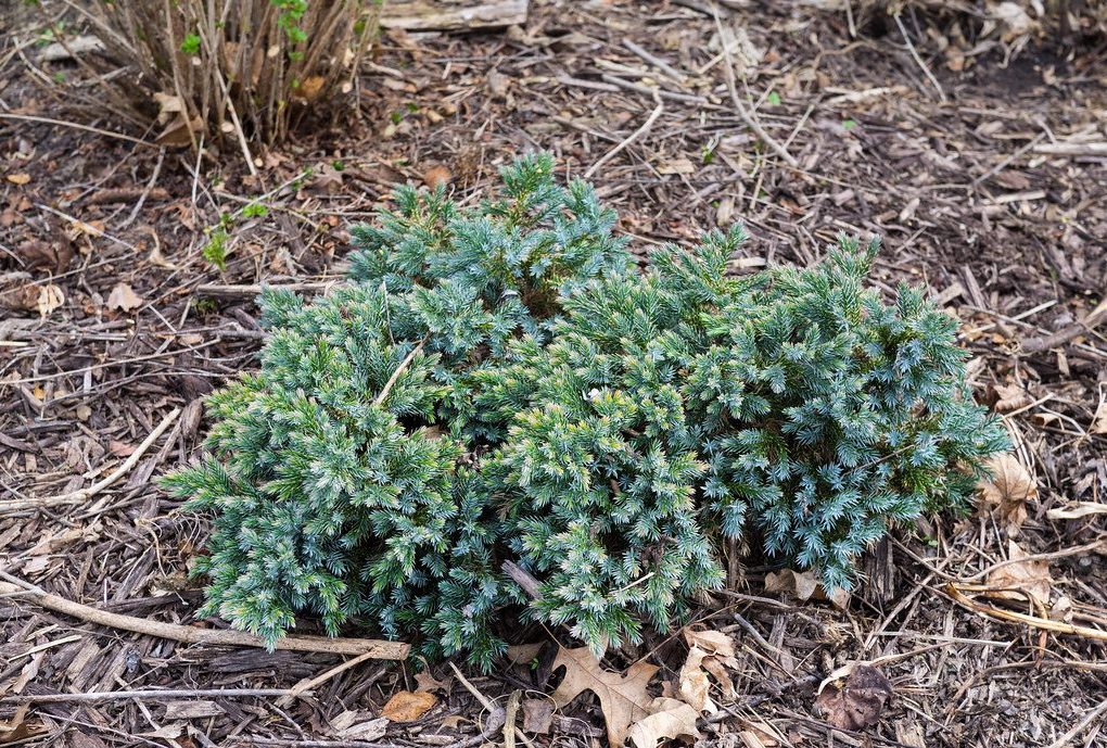 Juniperus squamata Blue Star (Blue Star Juniper)