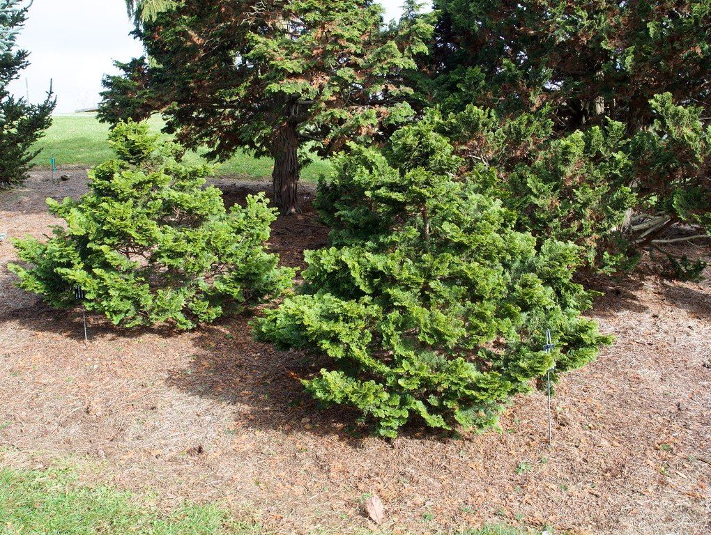 Chamaecyparis obtusa Gracilis (Dwarf Hinoki False Cypress)