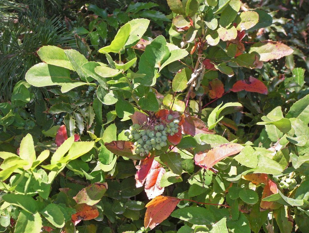 Mahonia aquifolium Compact (Compact Oregon Grape)