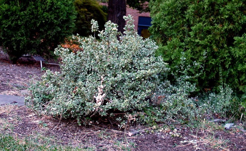 Euonymus fortunei 'Emerald Gaiety' (Emerald Gaiety Wintercreeper)