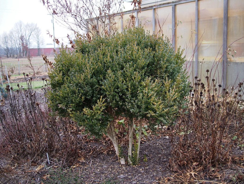 Buxus x 'Green Mountain' (Green Mountain Boxwood)