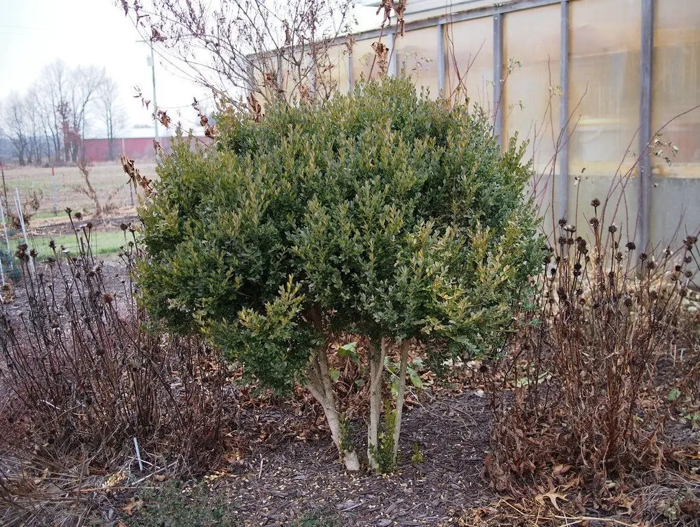 Buxus x 'Green Mountain' (Green Mountain Boxwood)