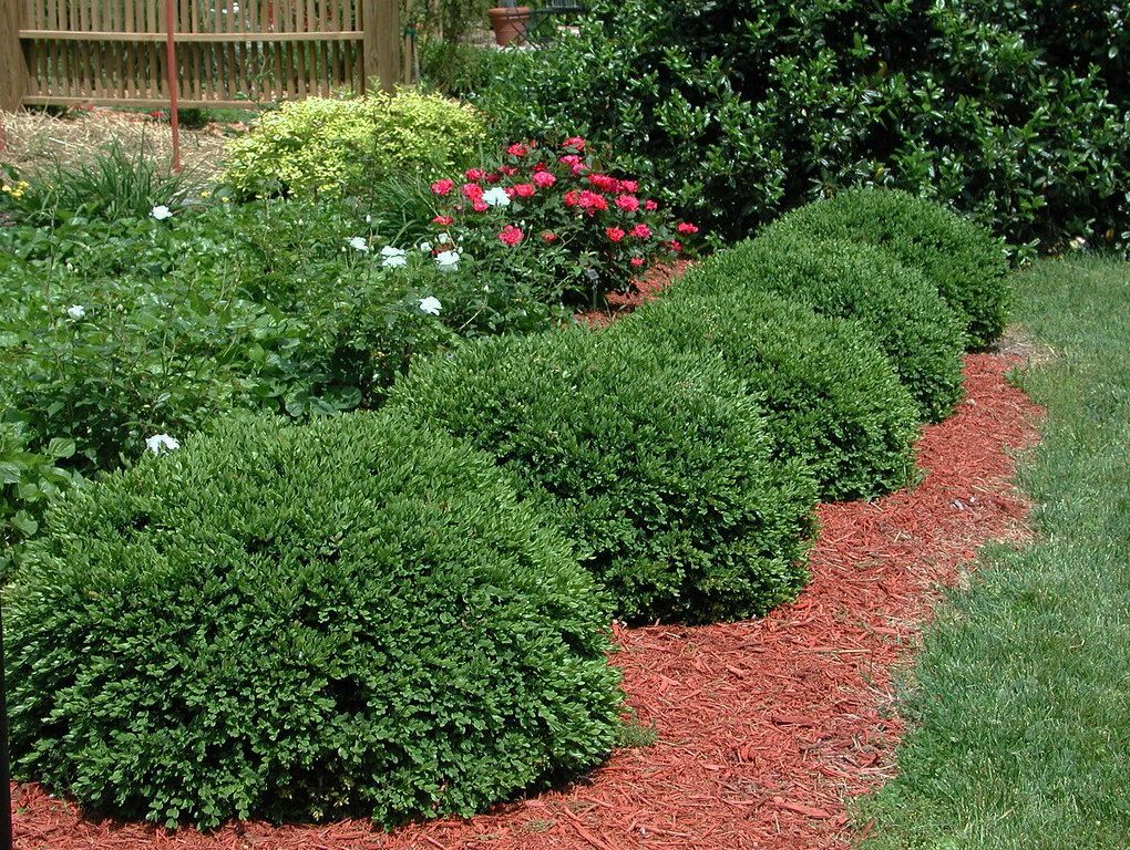 Buxus x 'Green Velvet' (Green Velvet Boxwood)