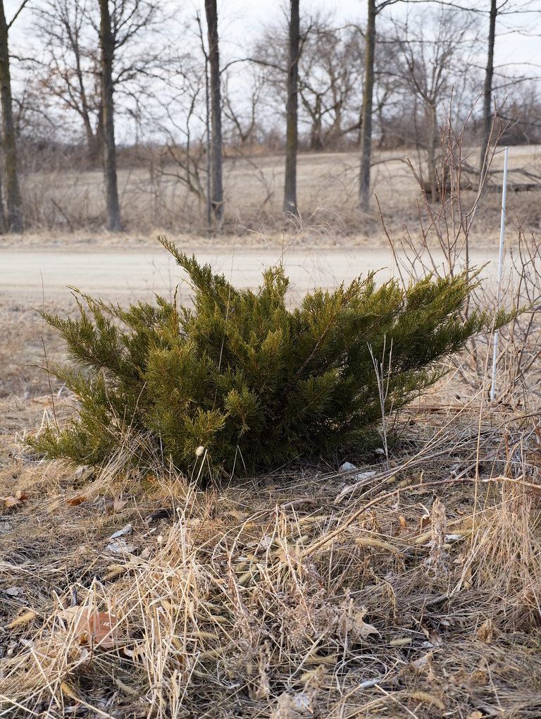 Juniperus chinensis 'Monlep' (Mint Julep Juniper)