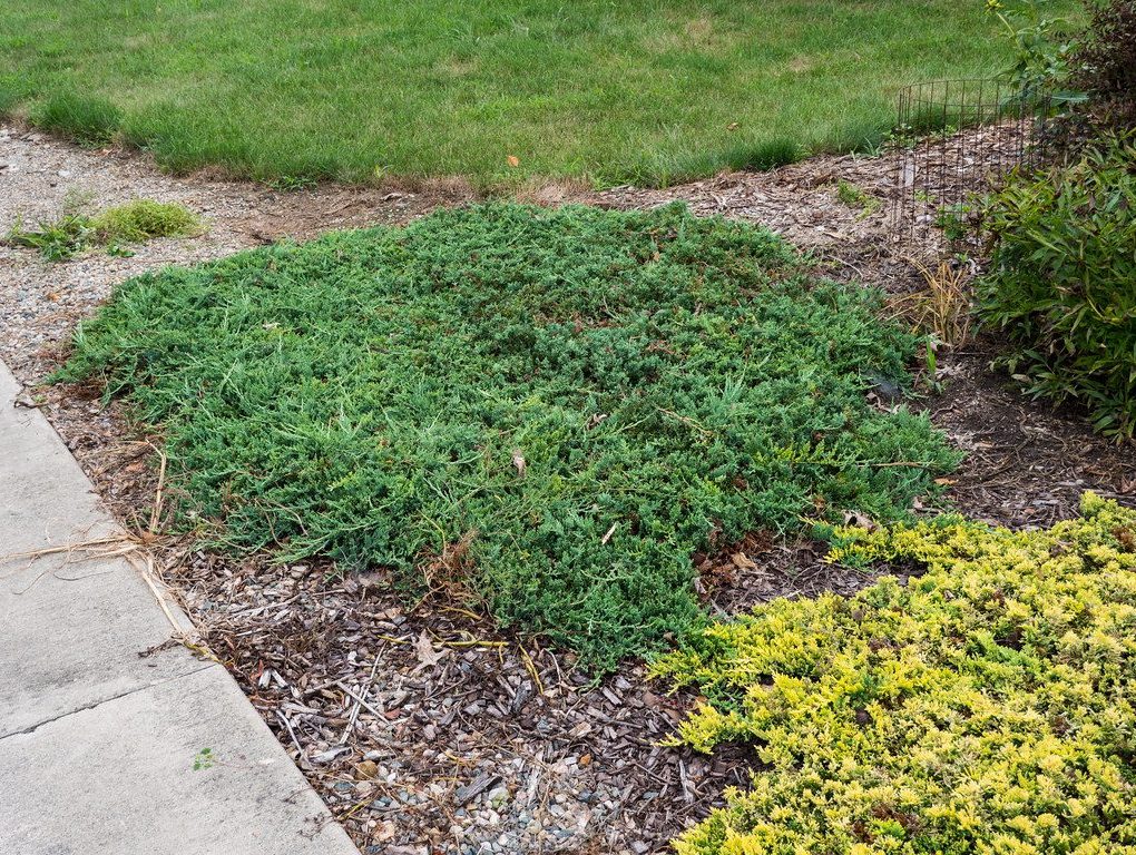 Juniperus horizontalis 'Wiltoni' (Blue Rug Juniper)