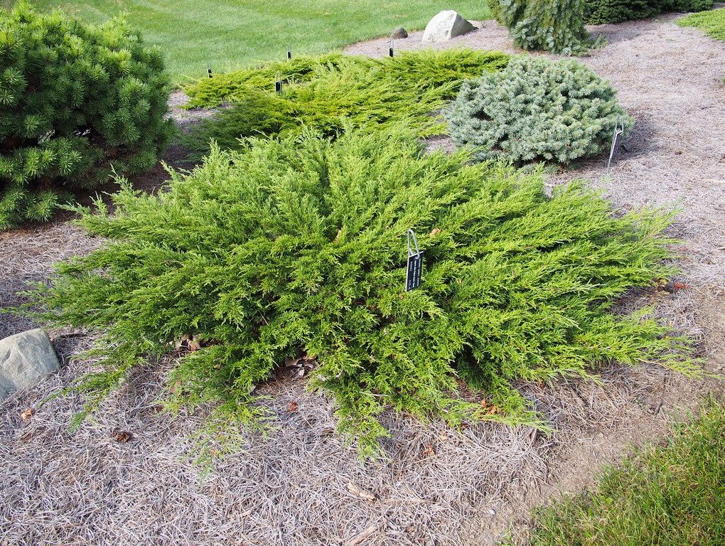 Juniperus sabina Calgary Carpet Juniper