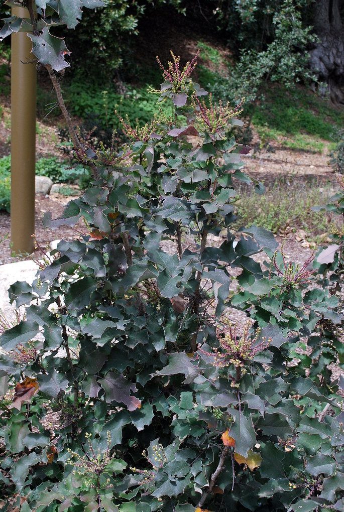 Alternative view of Mahonia aquifolium (Oregon Grape)