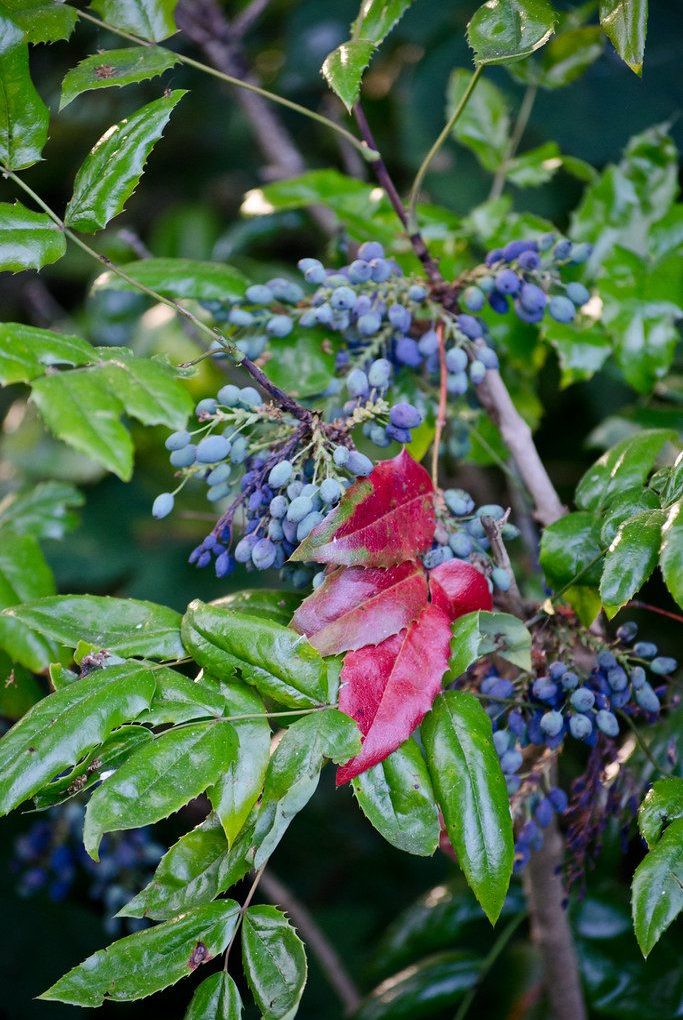 Mahonia aquifolium (Oregon Grape)