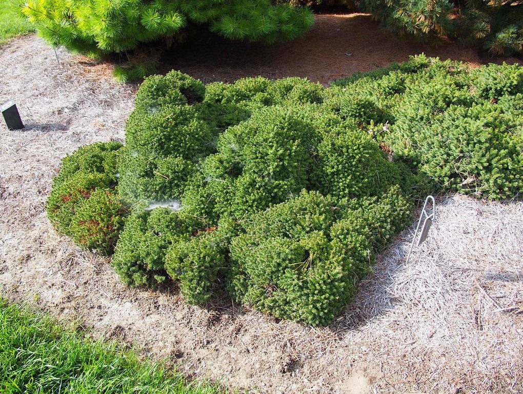 Picea abies Little Gem (Little Gem Spruce)
