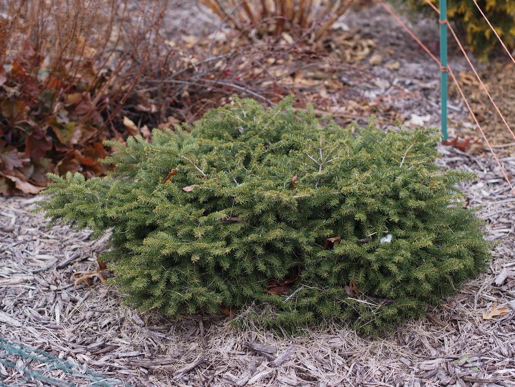 Picea abies 'Nidiformis' Nest Spruce