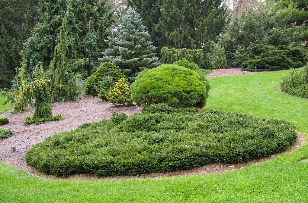 Picea abies 'Pumila' (Dwarf Norway Spruce)
