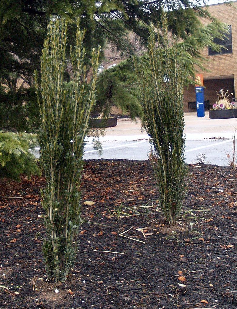 Ilex crenata 'Sky Pencil' (Sky Pencil Japanese Holly)