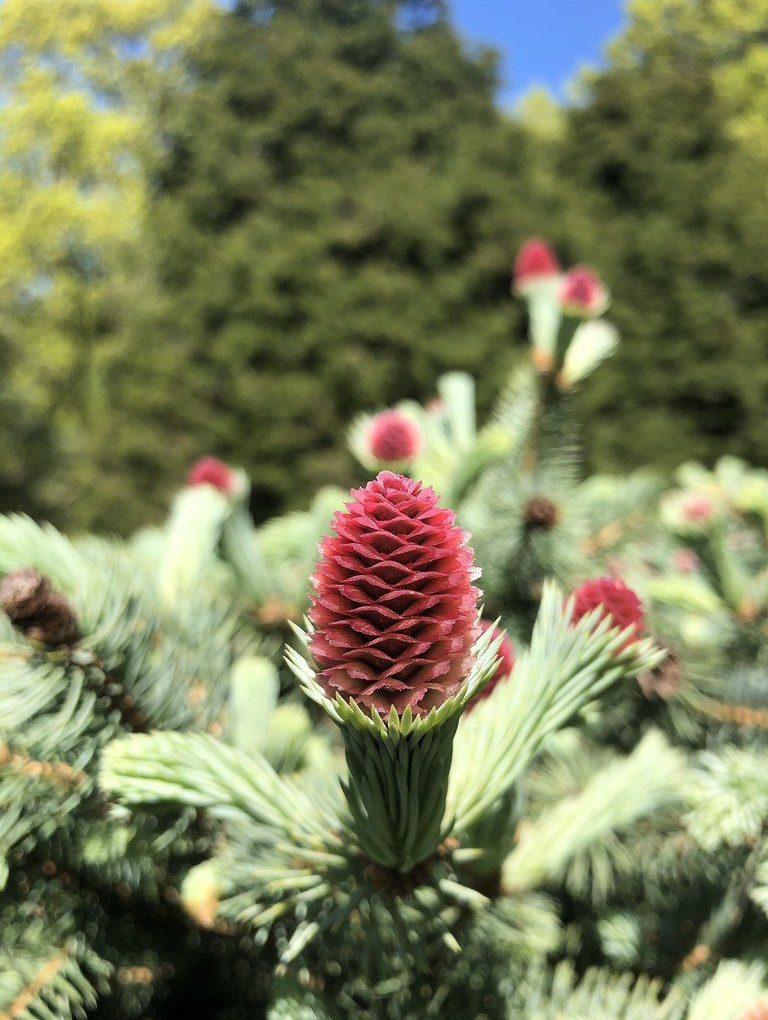 Picea pungens 'Ruby Teardrops' Colorado Spruce