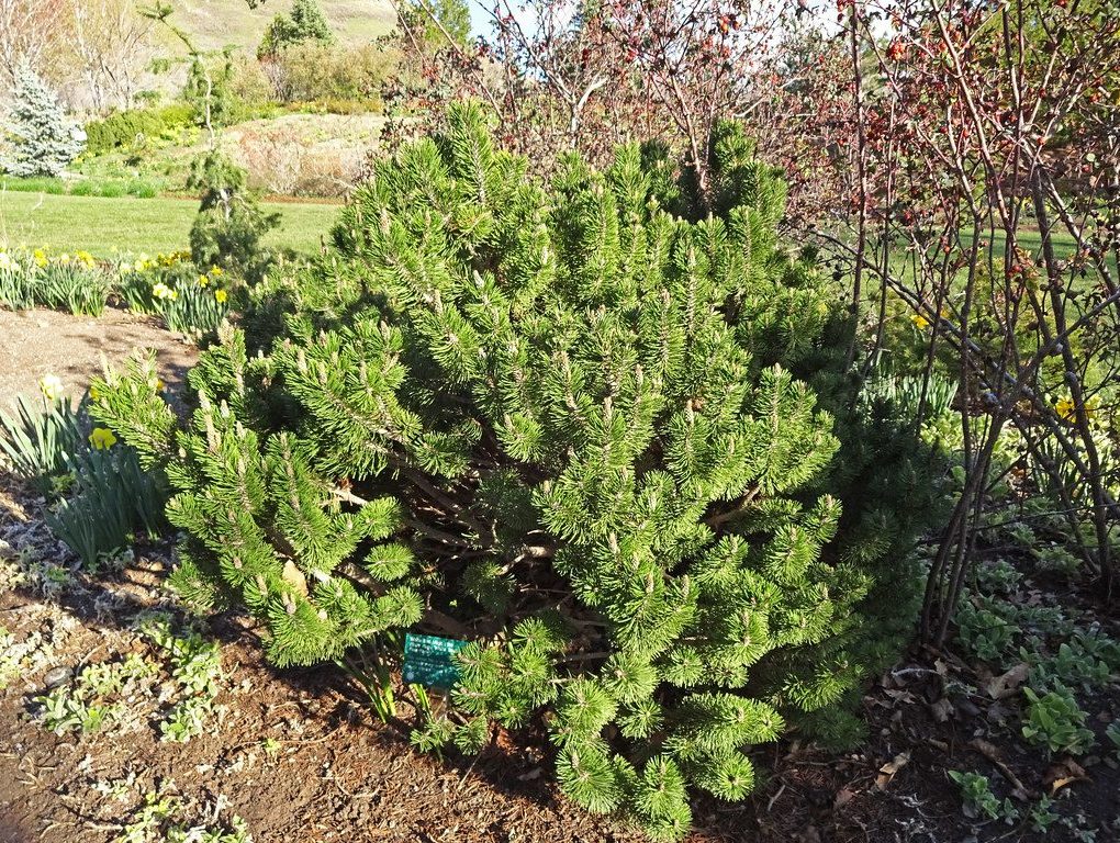 Pinus mugo Slowmound (Slowmound Mugo Pine)
