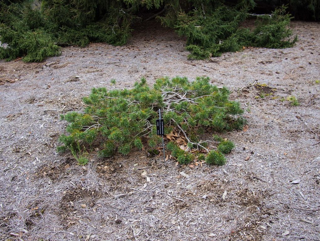 Pinus sylvestris 'Hillside Creeper'