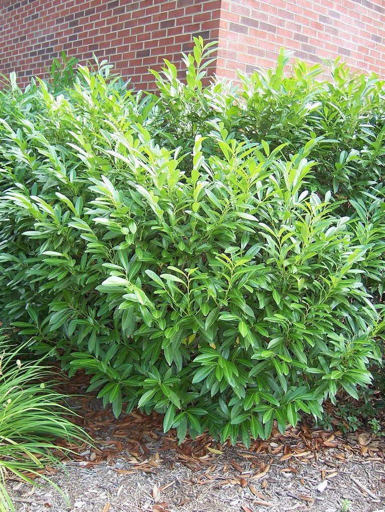 Prunus laurocerasus 'Schipkaensis' (Skip Laurel)
