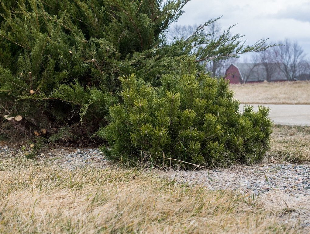 Pinus mugo Pumilio (Pumilio Mugo Pine)