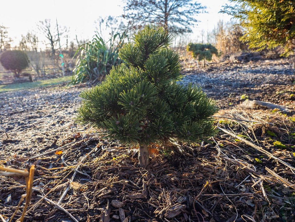 Pinus mugo Sherwood Compact (Sherwood Compact Mugo Pine)