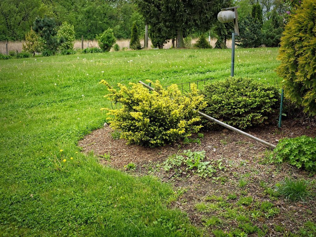 Taxus baccata Repandens (English Yew)