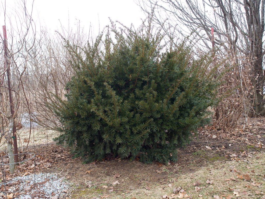 Taxus densiformus (Dense Spreading Yew)