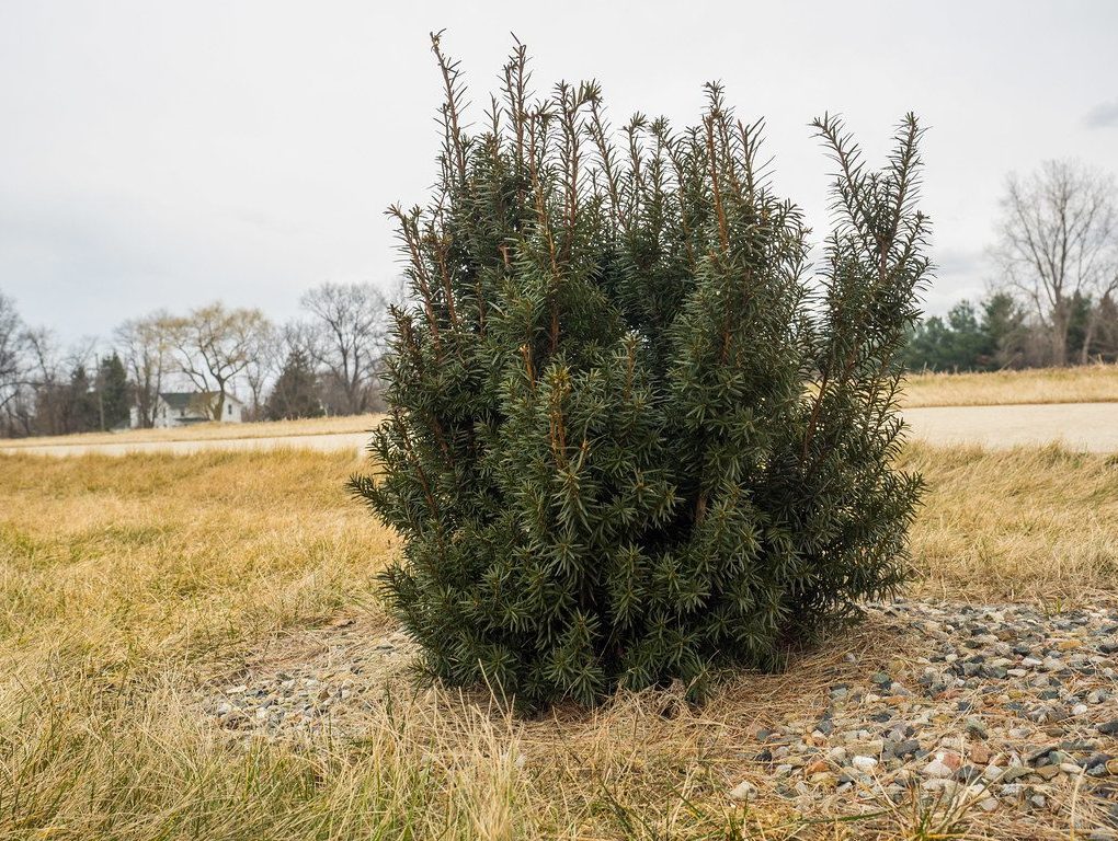 Taxus media Hicksii Yew