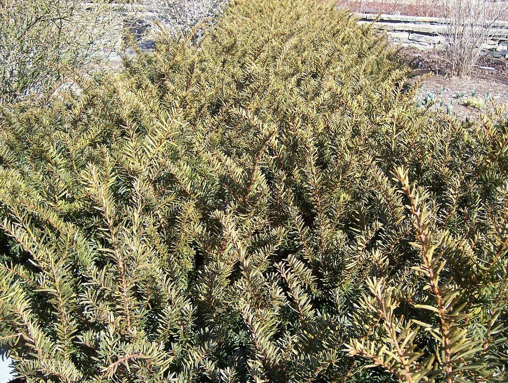 Taxus x media Tauntonii (Taunton Yew)