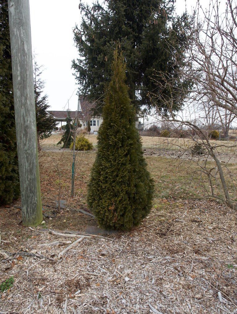 Thuja Emerald Green (Emerald Green Arborvitae)