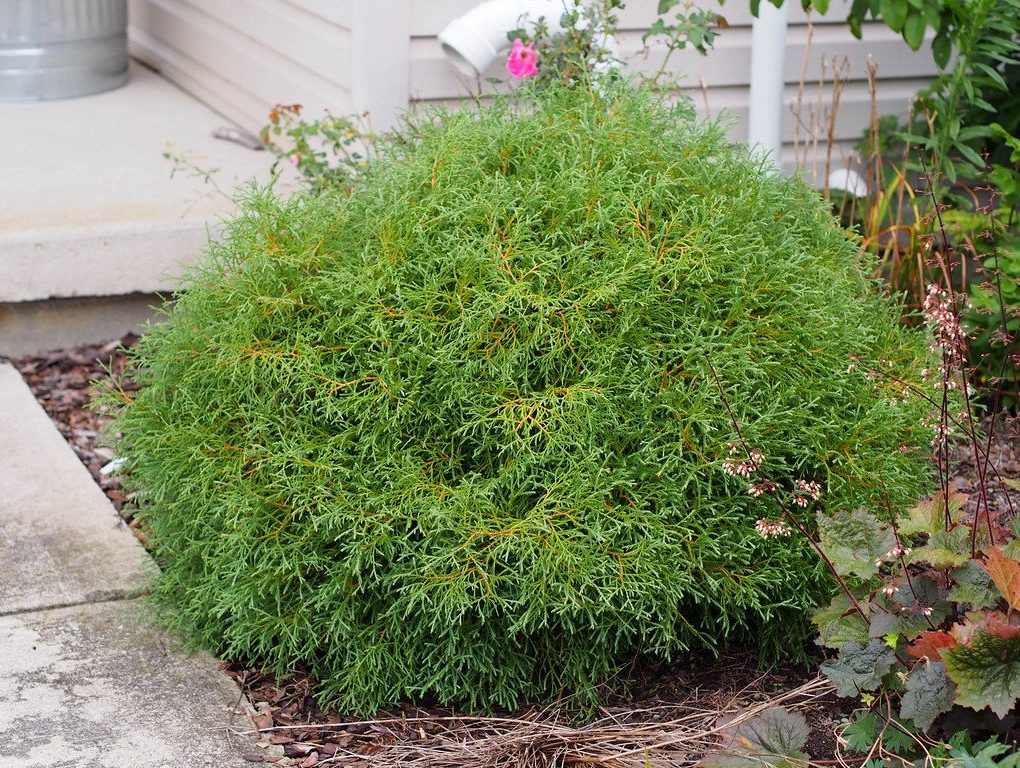 Thuja occidentalis 'Bobozam' (Mr. Bowling Ball Arborvitae)