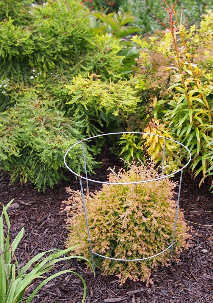 Thuja occidentalis 'Congabe' (Fire Chief Globe Arborvitae)
