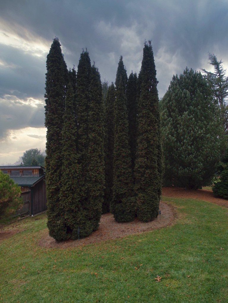 Thuja occidentalis DeGroot's Spire