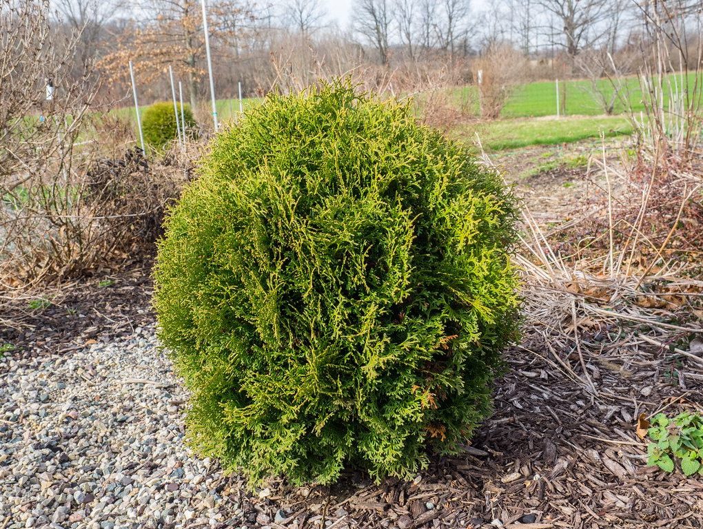 Thuja occidentalis 'Hetz Midget' (Hetz Midget Arborvitae)
