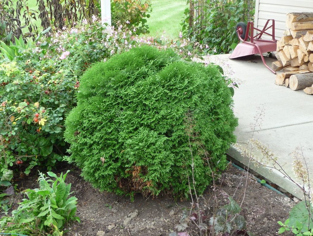 Thuja occidentalis 'Little Giant' (Little Giant Arborvitae)