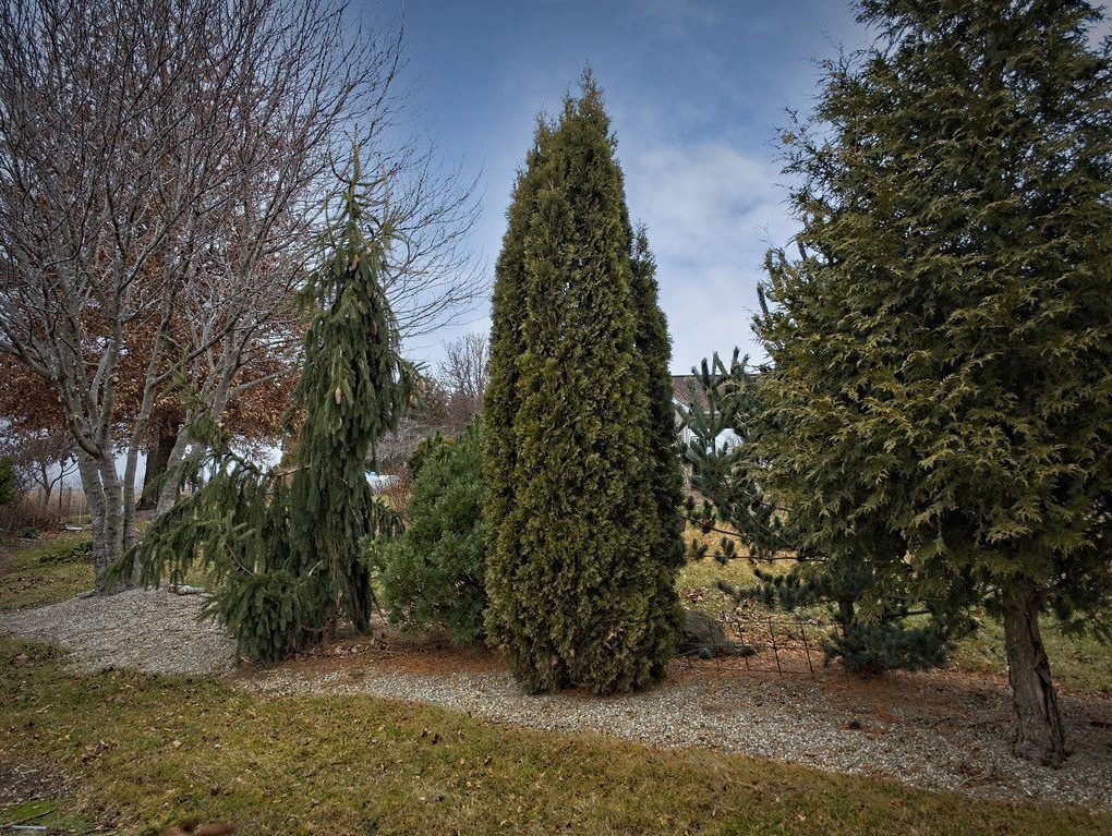 Thuja occidentalis North Pole (North Pole Arborvitae)