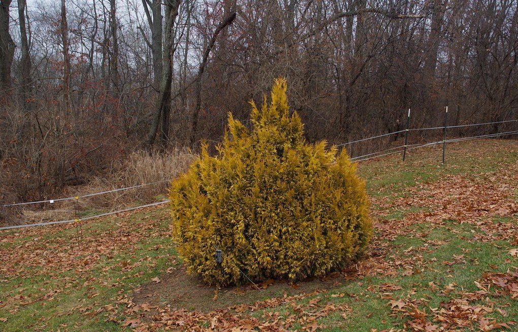 Thuja plicata 'Forever Goldy' Arborvitae