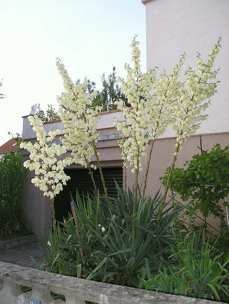 Yucca filamentosa (Adam's Needle)