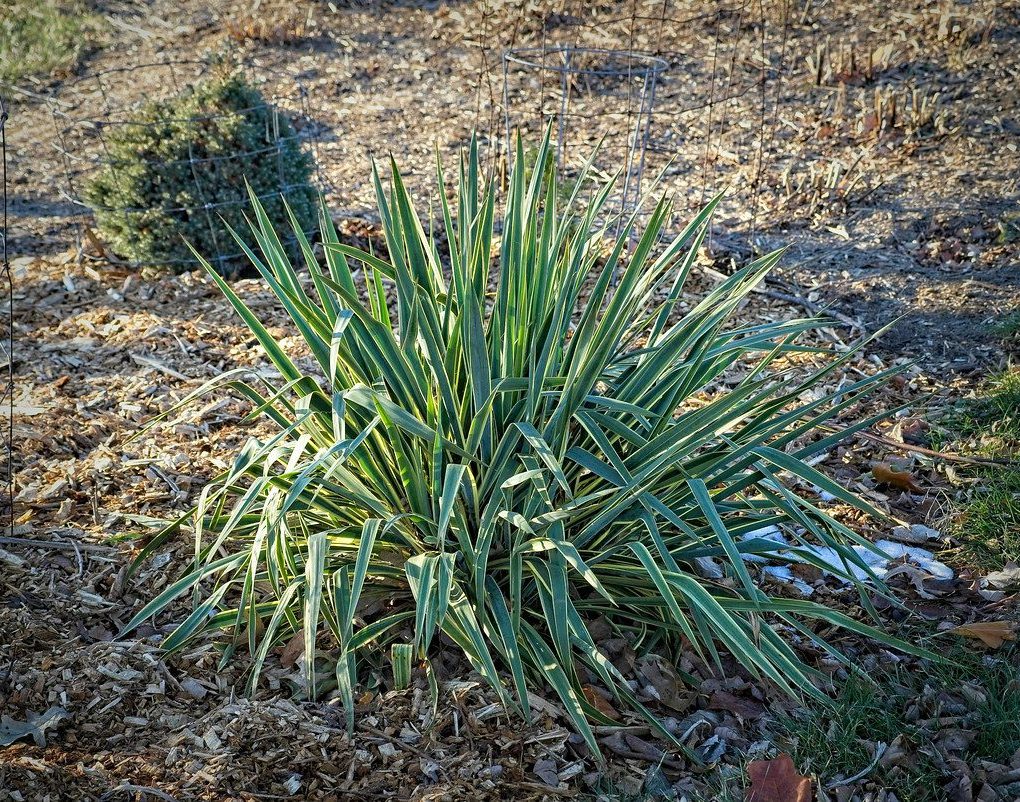 Yucca filamentosa 'Bright Edge'