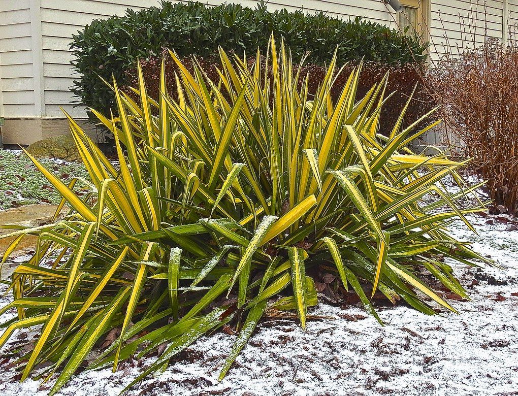 Yucca filamentosa 'Golden Sword' (Golden Sword Yucca)
