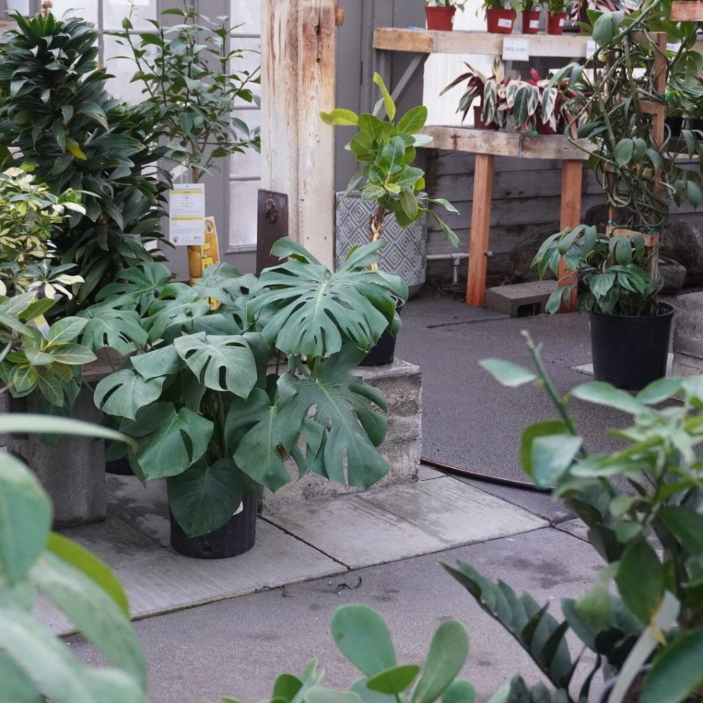Greenhouse Flow - August 6th