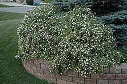 Alternative view of Potentilla fruticosa 'Abbotswood' (Abbotswood Potentilla)