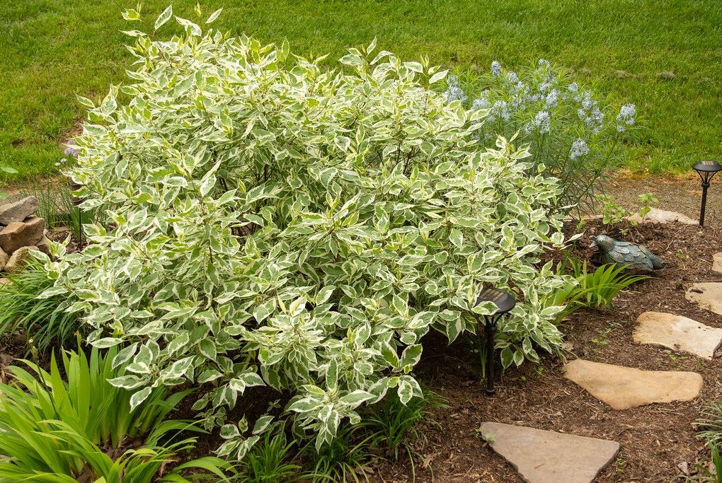Cornus sto. Arctic Fire (Arctic Fire Dogwood)