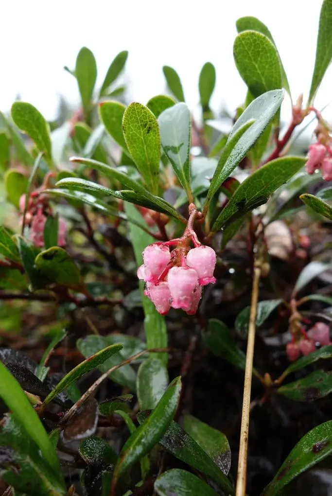 Arctostaphylos uva-ursi (Bearberry)