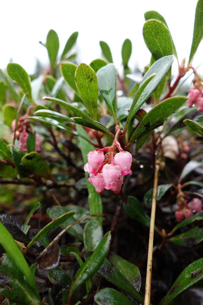 Arctostaphylos uva-ursi (Bearberry)