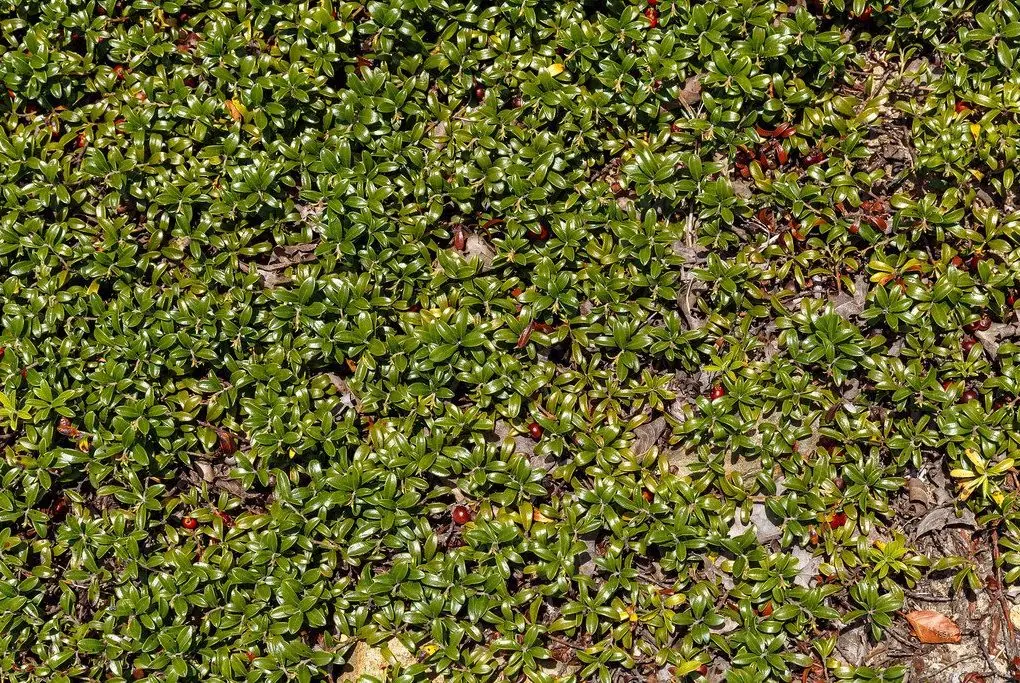 Alternative view of Arctostaphylos uva-ursi (Bearberry)
