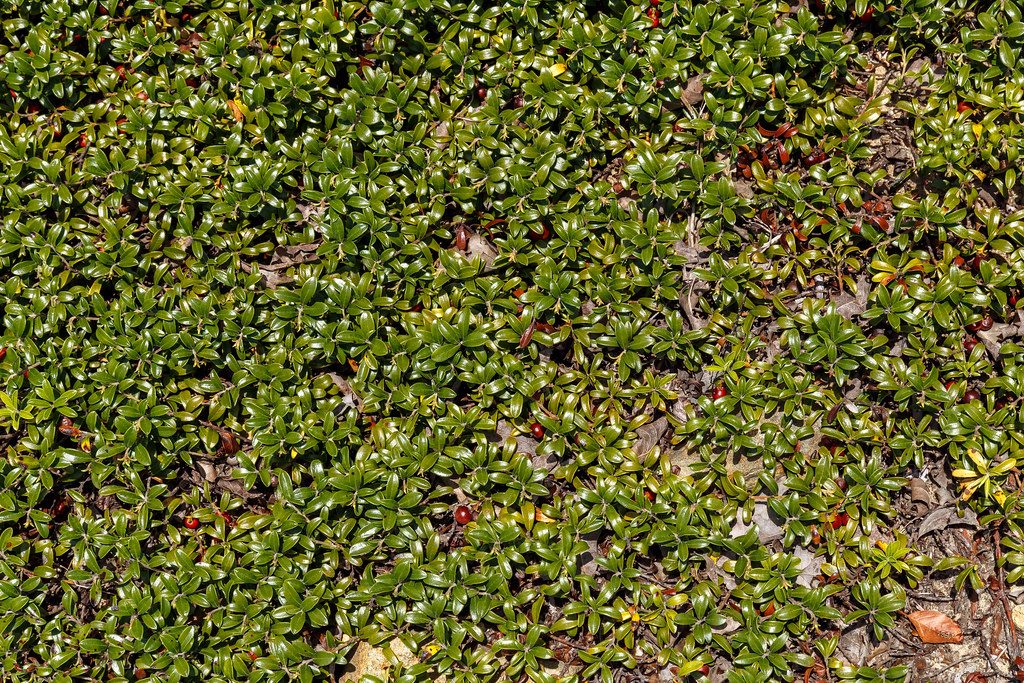 Arctostaphylos uva-ursi (Bearberry) - Image 2