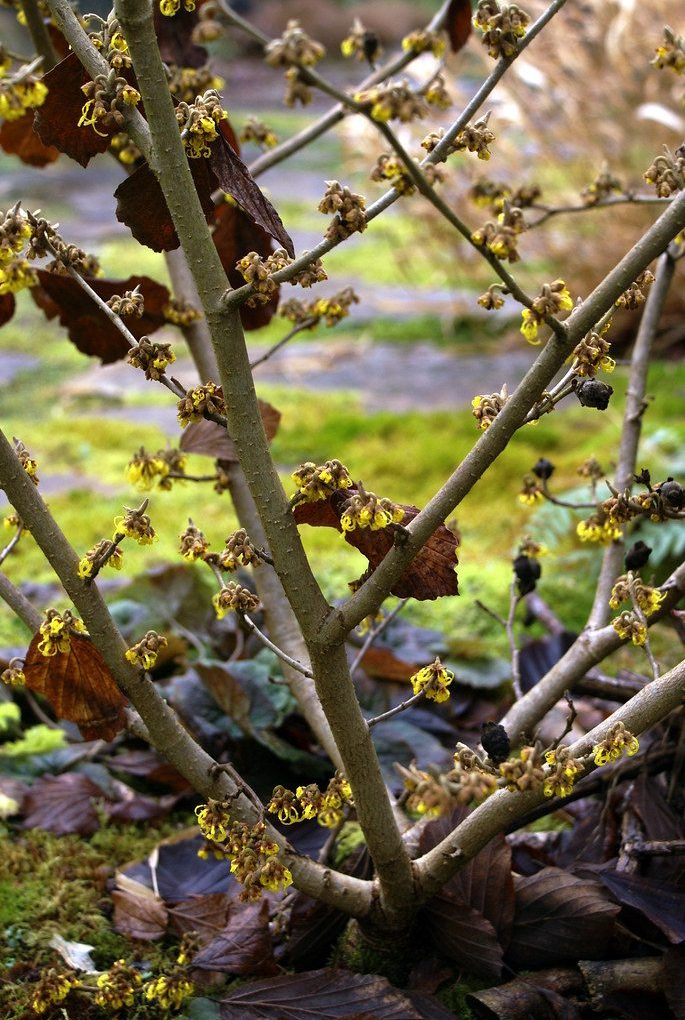 Hamamelis x intermedia Arnold Promise (Arnold Promise Witch Hazel)