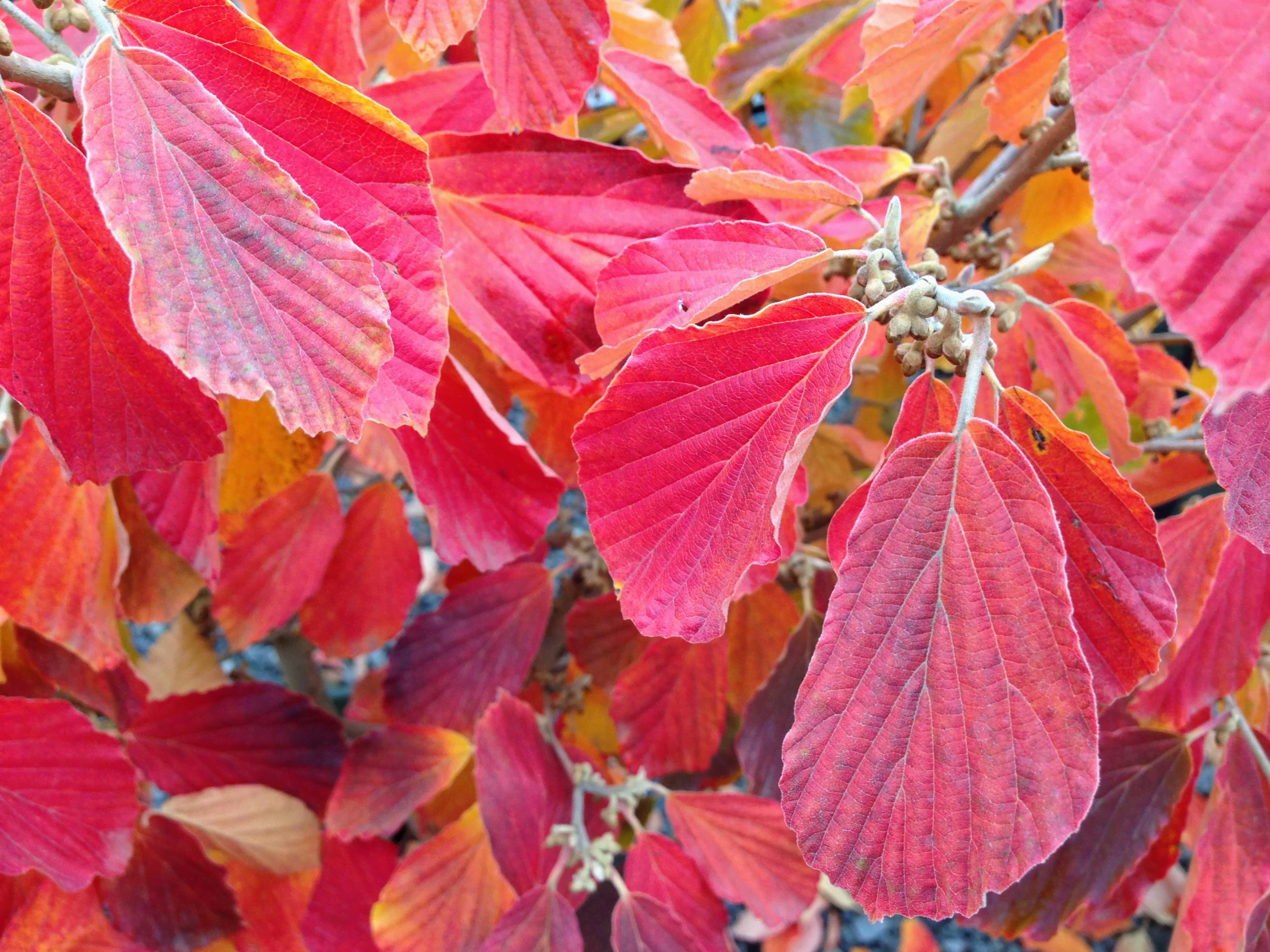 Hamamelis x intermedia Arnold Promise (Arnold Promise Witch Hazel) - Image 3