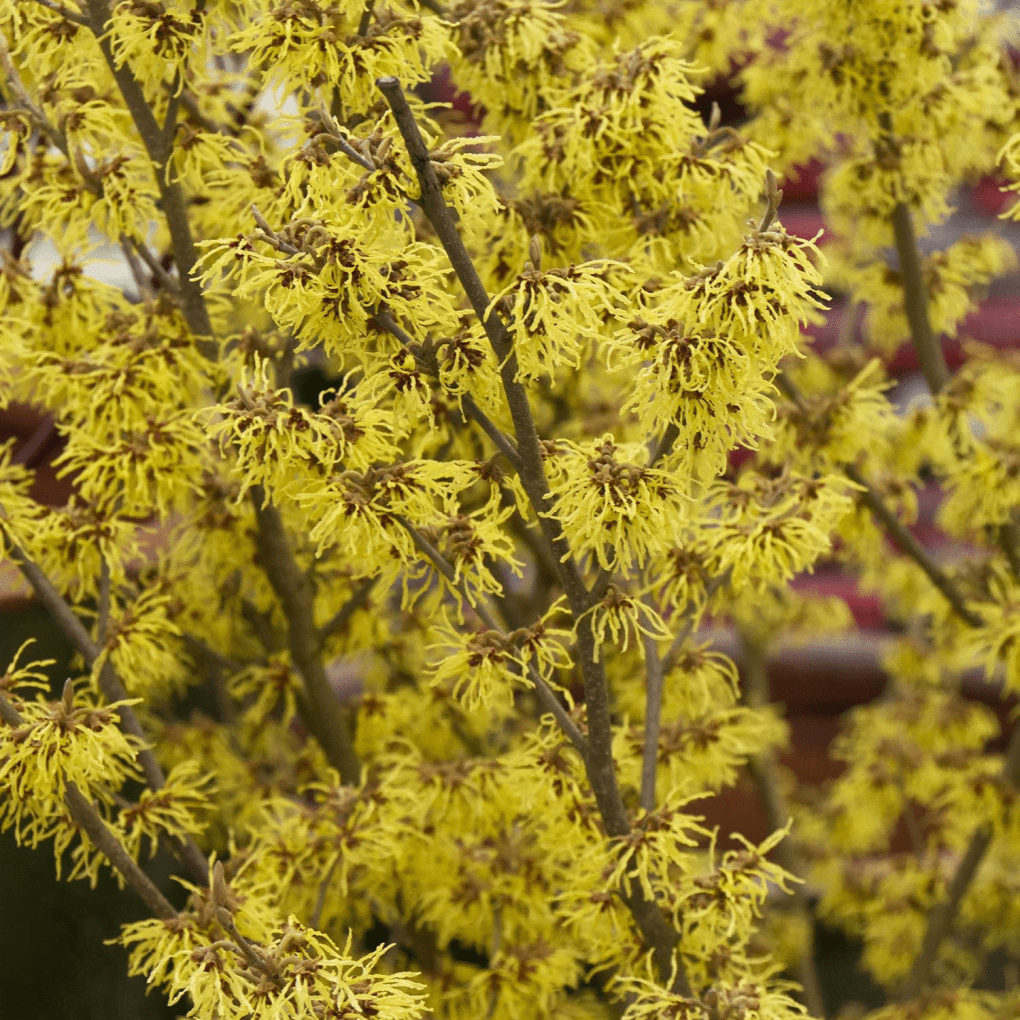 Alternative view of Hamamelis x intermedia Arnold Promise (Arnold Promise Witch Hazel)