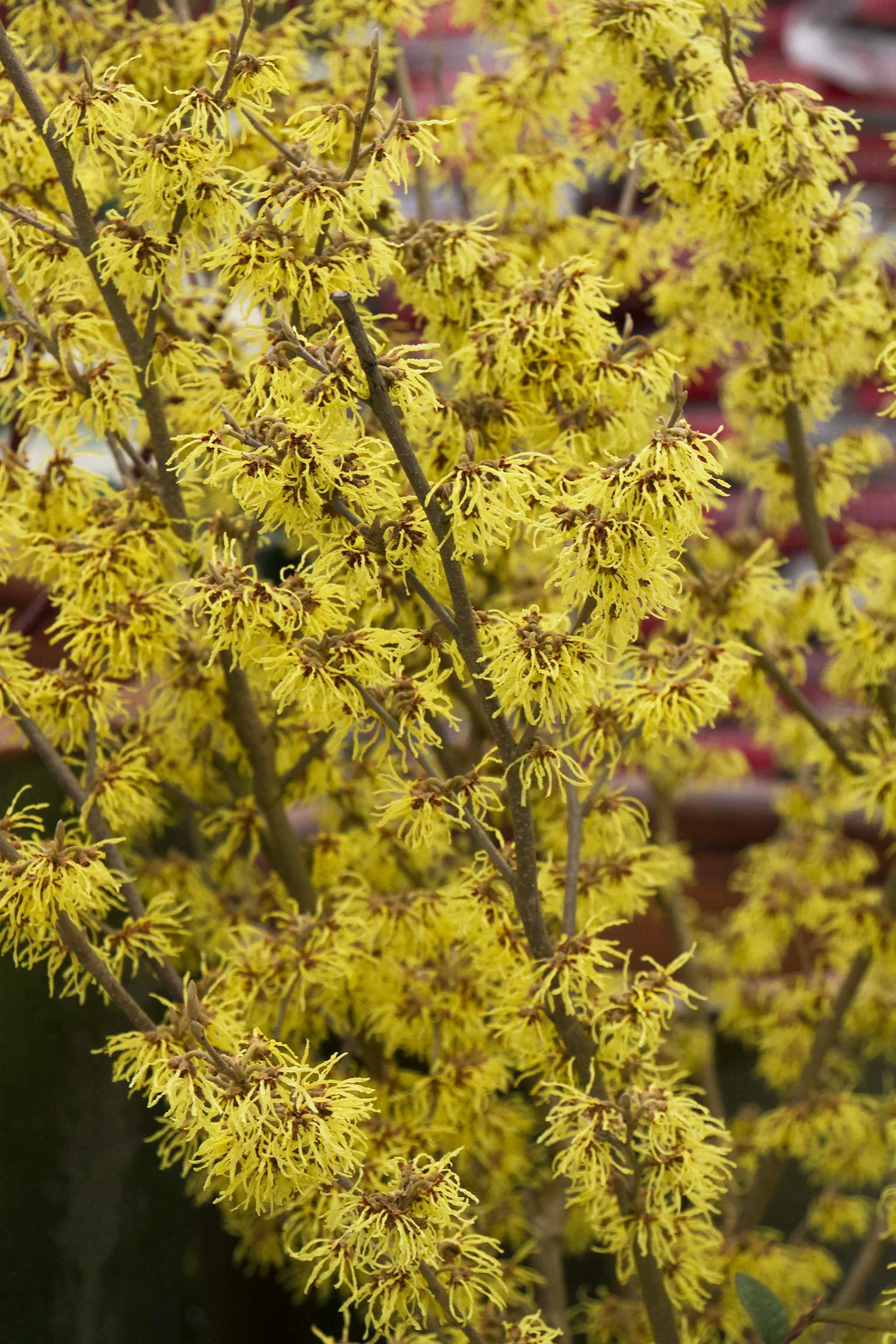 Hamamelis x intermedia Arnold Promise (Arnold Promise Witch Hazel) - Image 2