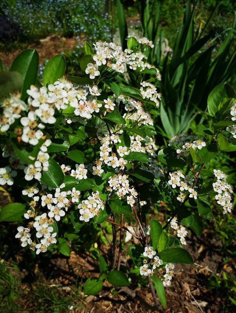 Aronia m. Autumn Magic (Autumn Magic Chokeberry)